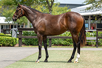 BIVOUAC X AMERICAN FLYER FILLY.